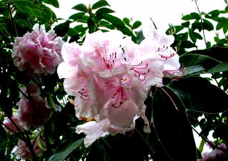 6092-Rhododendron-PalePink-052306-1020a