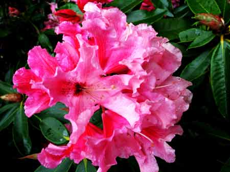 6087-Rhododendron-Pink-052306-1018a