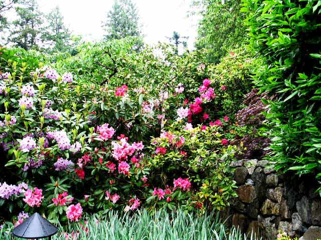 6089-Rhododendrons-052306-1019a""