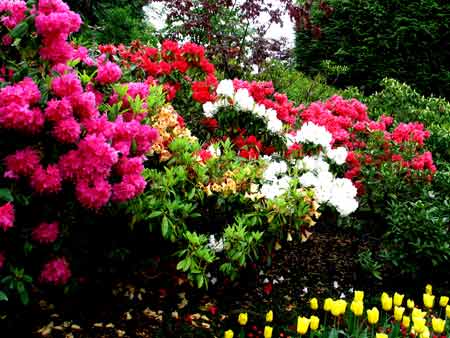 6093-RowOfRhodies-052306-1021a