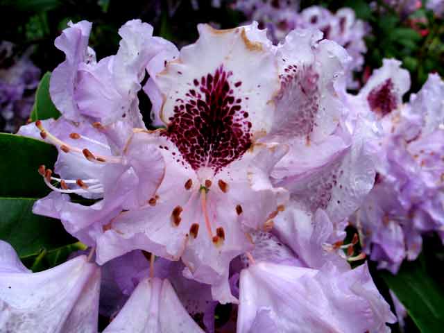 6086-Rhododendron-Purple-052306-1018a
