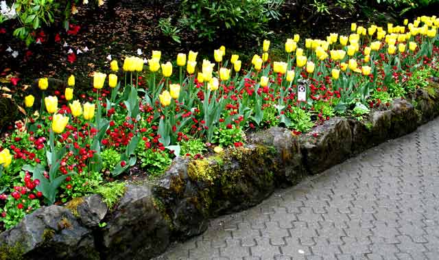 6094-TulipsAllInARow-052306-1021a