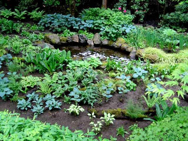 6104-Hostas&Ferns-052306-1028a