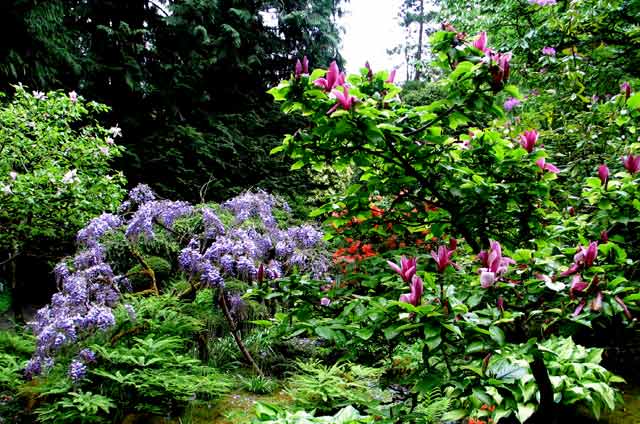 6128-Wisteria-Magnolia-c-052306-1056a