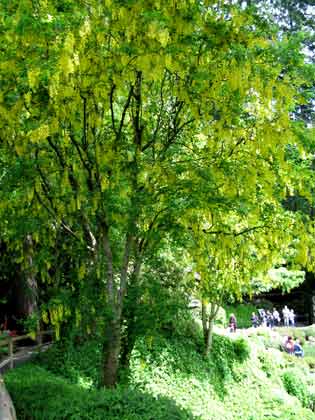 6151-GoldenTree-052306-1245p