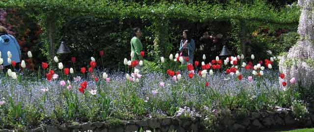 6194-RowsOfFlowers-052306116p