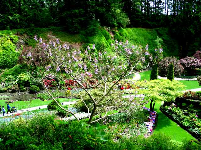 6147-FloweringTree-052306-1244p
