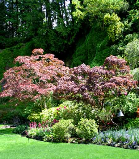 6155-JapaneseMaples-SunkenGarden-052306-1250p