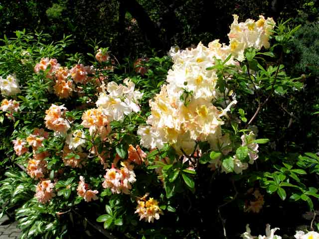 6168-Rhodie-SalmonYellow-052306-1255p