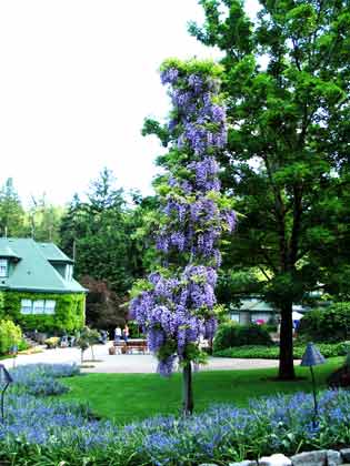 6180-WisteriaOnPole-052306-111p