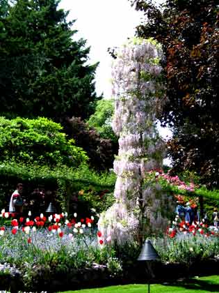 6193-Wisteria-White-052306-116p