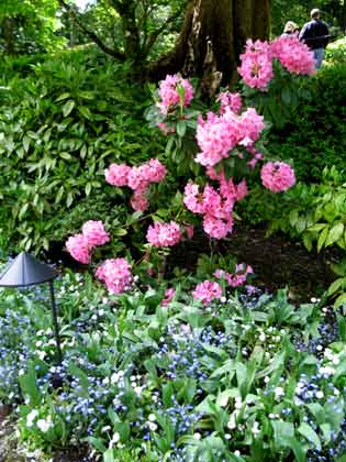 6170-BlueBells&PinkRhodies-052306-1257p