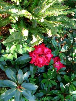5949-Rhodo-Red-052006-1156a
