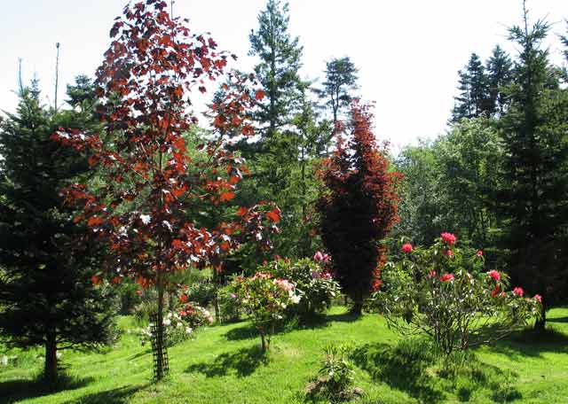 5938-Rhodos-Red-Pink-052006-1123a