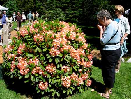 5942-PictureTaker-SalmonRhodo-052006-1126a