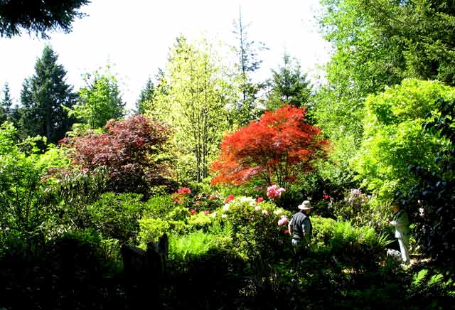 5946-Japanese Maples-052006-1154a