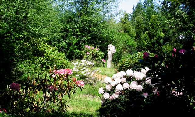 5951-Rhododendrons-052006-1158a