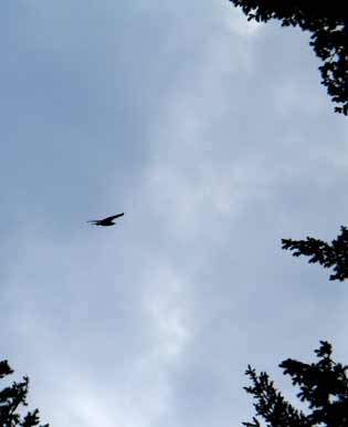 5871-EagleSoaring-051906-842p