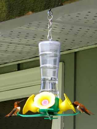 5984-HummingBirds-052006-321p