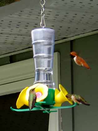 5992-HummingBirds-052006-323p