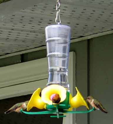 5991-HummingBirds-052006-323p