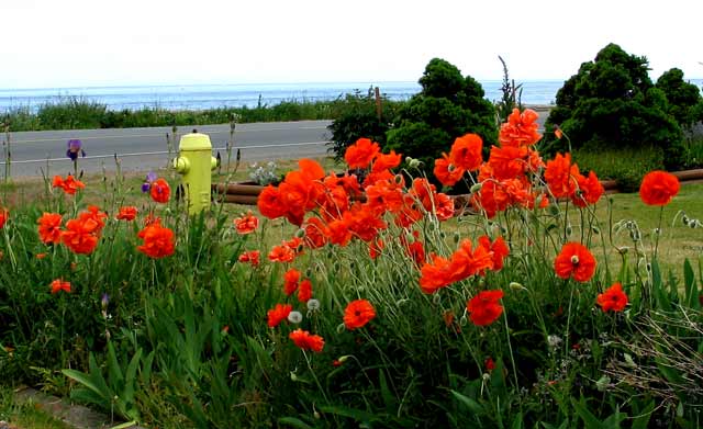 5977-RedPoppiesOutsideCampbellRiverPub-052006-246p