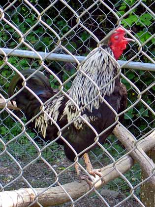 5739-ChickenCrows-051806-1102a