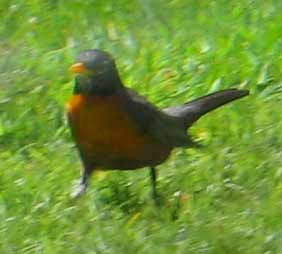 5585-Robin-051706-1154a