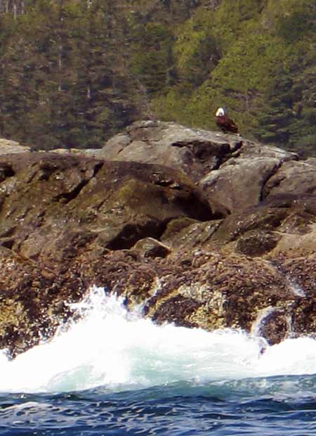 5644-BaldEagle-051706-211p