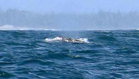 5655-Whale-051706-229p