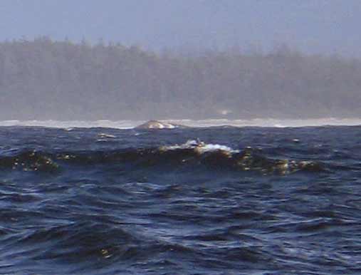 5661-Whale-051706-231p