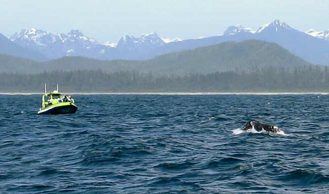5675-WhaleTail-051706-237p