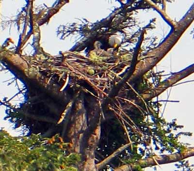 5687-Eagle&2Chicks-051706-347p