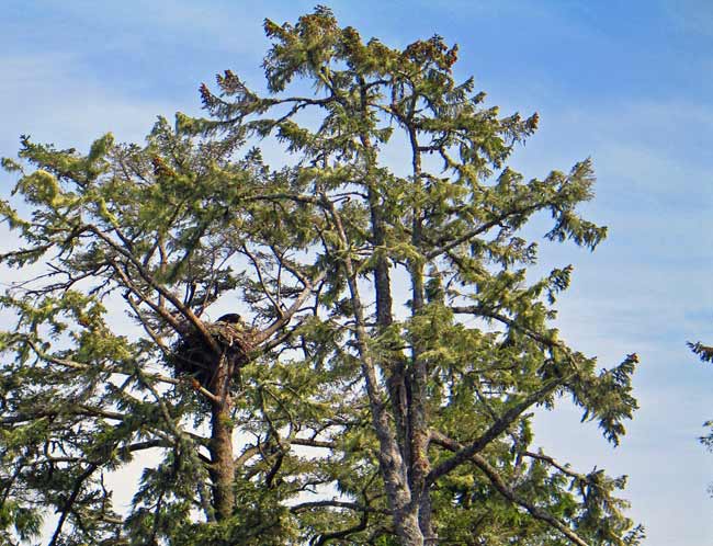 5691-Eagle-051706-348p