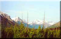 Kootenay Button