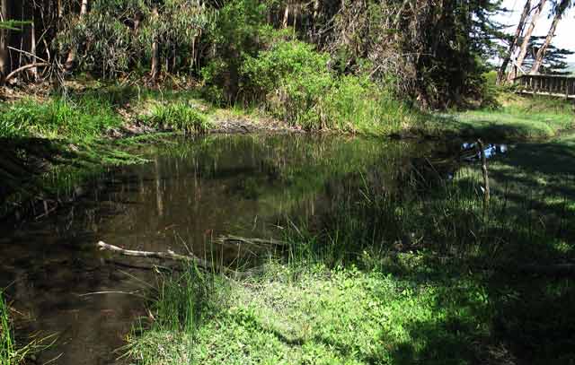 6883-Pond-053106-1019a