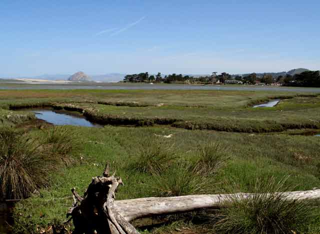 6886-Wetlands-053106-1022a