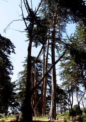6891-Trees-053106-1026a-290