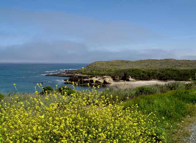6899-Cove-WildMustard-053106-1100a