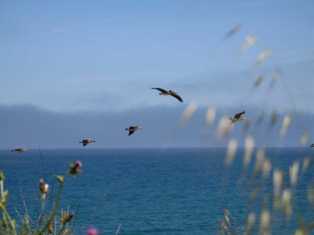 6917-Pelicans-053106-1113a