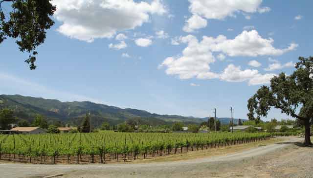 6763-Vineyard-052906-152p