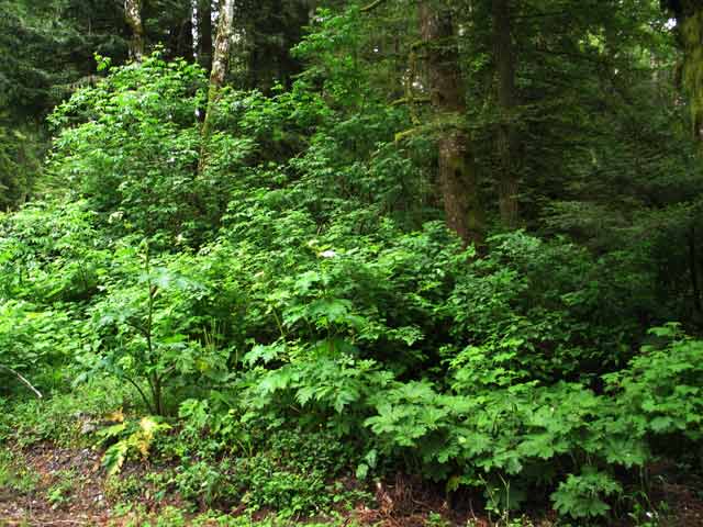 6548-Forest-052706-333p