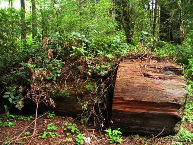 6549-LogSection-052706-333p