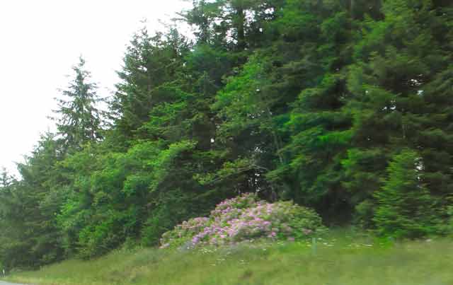 6571-WildRhododendrons-052706-445p