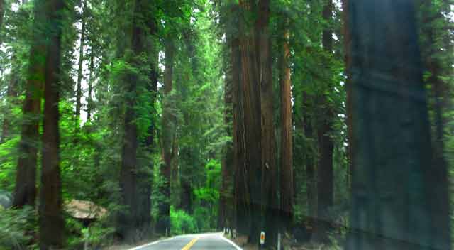 6583-c-Redwoods-052806-1003a