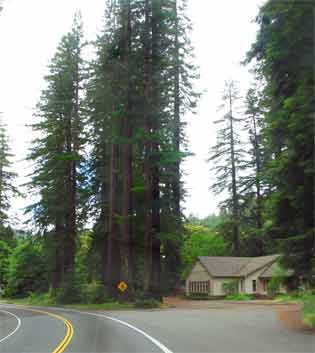 6585-c-Redwoods-052806-1003a