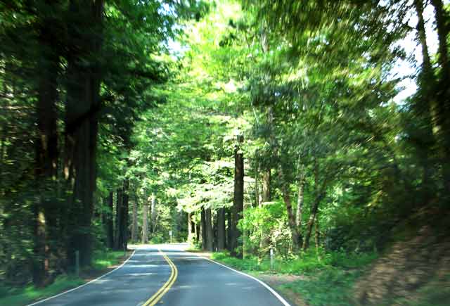 6600-Forest052806-1040a