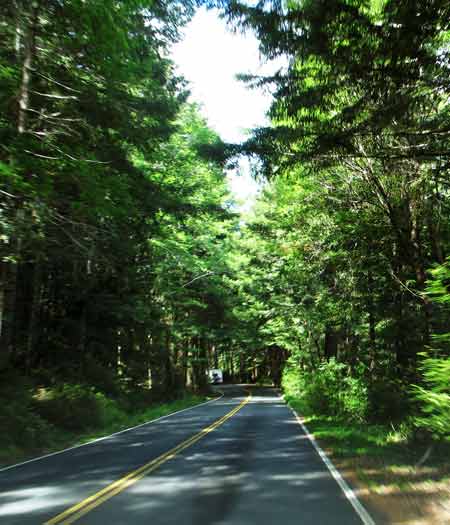 6601-Forest-052806-1040a