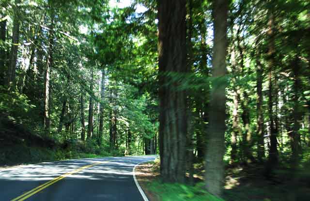 6604-forest-052806-1041a