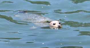 6641-c-Seal-052806-1244p